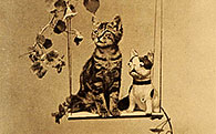 Commercial Decor Vet Veternarian Office