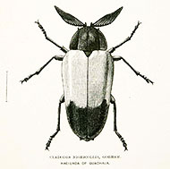 Edward Whymper Wood Engravings Decor