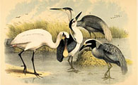 Cabin Decor Birds
