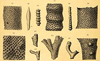 Study Library Decor Fossils
