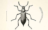 Study Library Decor Insects
